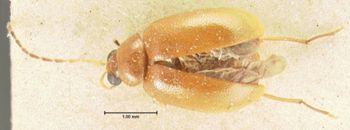 Media type: image; Entomology 18474   Aspect: habitus dorsal view